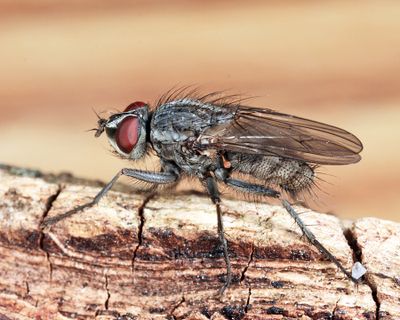 Leucophora unilineata