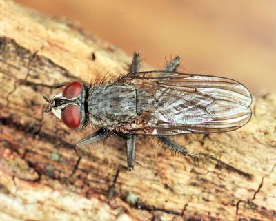 Leucophora unilineata