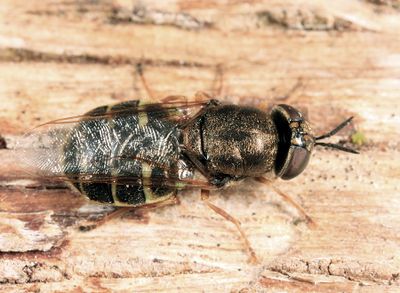 Odontomyia pubescens