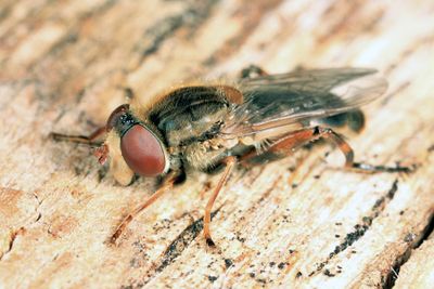Anasimyia bilinearis