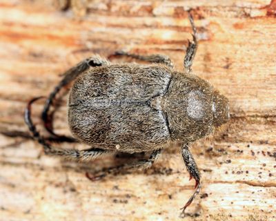 Hoplia trivialis