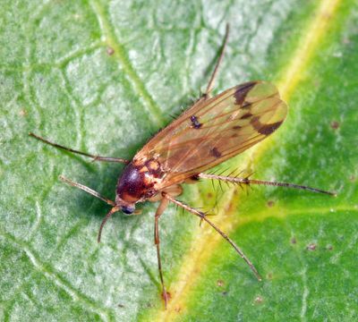 Mycetophila sigmoides