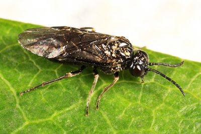 Monophadnoides osgoodi