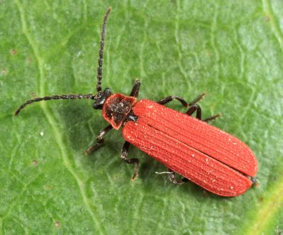 Golden Net-wing - Dictyoptera aurora