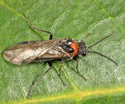 Dolerus neocollaris