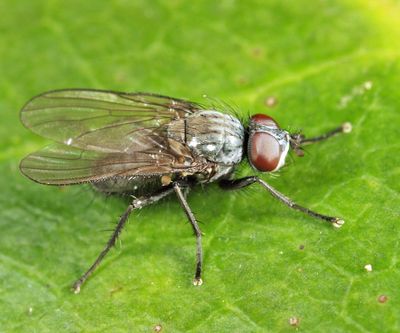 Phorbia sinuata
