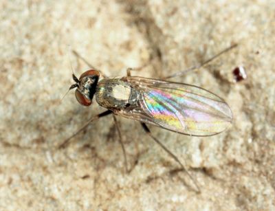 Medetera apicalis