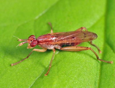 Sepedon americana