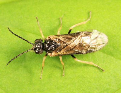 Paracharactus niger 