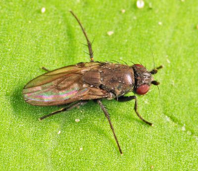 Rachispoda barbata