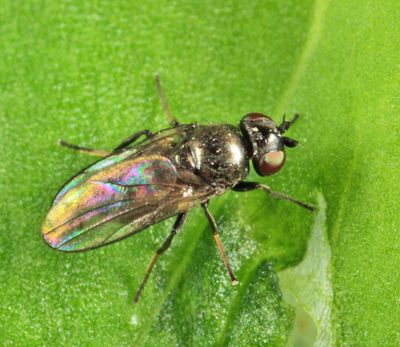 Oscinella frit complex
