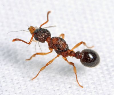 Myrmica pinetorum (queen)