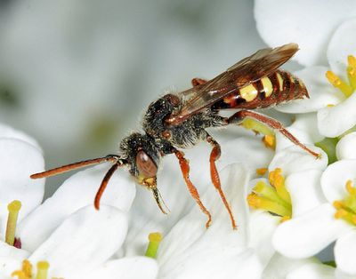 Spotted Nomad Bee - Nomada maculata