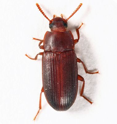 Larger Black Flour Beetle - Cynaeus angustus