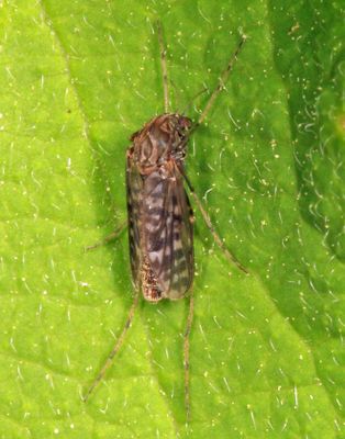 Tanypus sp.