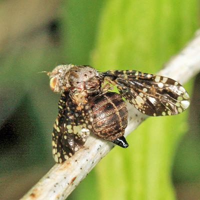 Eurosta cribrata
