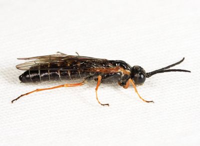 Strongylogaster impressata