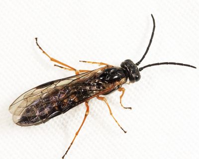 Strongylogaster impressata