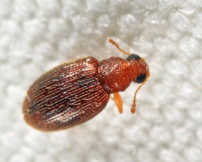Melanophthalma americana