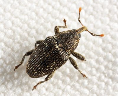 Catapastus conspersus