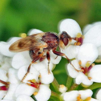 Myopa vesiculosa