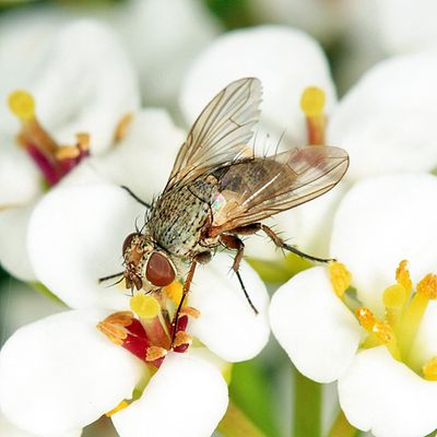 Siphona sp.