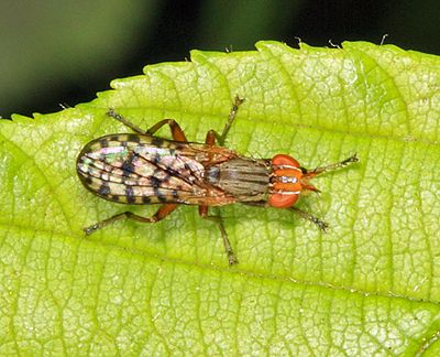 Pherbecta limenitis