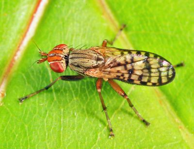 Pherbecta limenitis