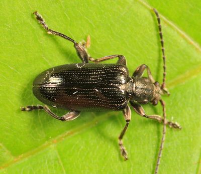 Plateumaris nitida