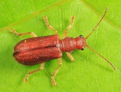 Rusty Leaf Beetle - Syneta ferruginea