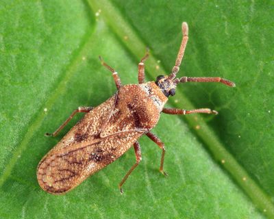 Fringetree Lace Bug - Leptoypha mutica