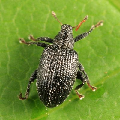 Apple Flea Weevil - Orchestes pallicornis