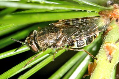 Odontomyia interrupta
