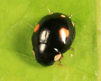 Esteemed Lady Beetle - Hyperaspis proba