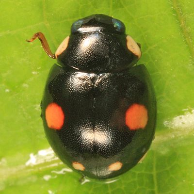 Esteemed Lady Beetle - Hyperaspis proba