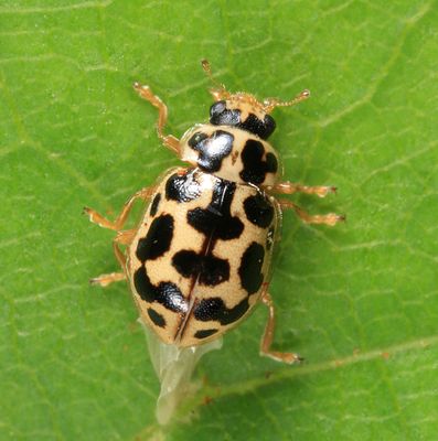 Marsh Lady Beetle - Anisosticta bitriangularis