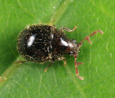 Caenocara oculatum