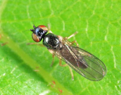 Rhopalopterum atriceps