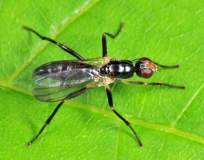 Cordilura varipes