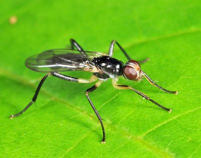Cordilura varipes