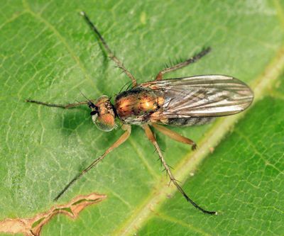 Dolichopus albicoxa