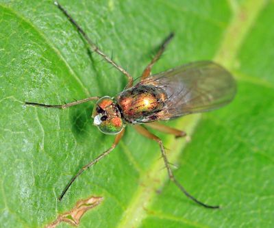 Dolichopus albicoxa