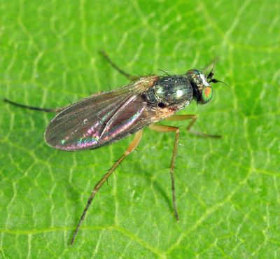 Gymnopternus currani