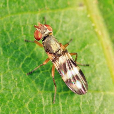 Stenomyia sp.