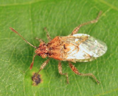 Arhyssus lateralis