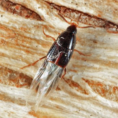 Mycetoporus consors