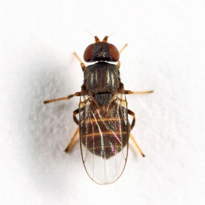 Tricimba brunnicollis
