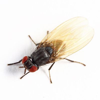 Minettia lobata 