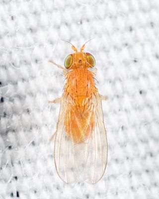 Poecilominettia puncticeps