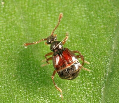 Reichenbachia borealis